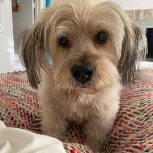 Clarke Wolfe Instagram - Ten years ago I brought Rufus home from @tailsofthecityrescue and I’ve been forcing him to snuggle with me ever since. Road trips, sleepovers, flights, states, sets, surgeries — Rufus has done it all and every day I know I am the luckiest to be his human. 🐾 Happy Gotcha Day, little Rufus! I love you so much. #adoptdontshop #gotchaday #dogsofinstagram #rufus #rescue