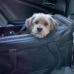 Clarke Wolfe Instagram - Ten years ago I brought Rufus home from @tailsofthecityrescue and I’ve been forcing him to snuggle with me ever since. Road trips, sleepovers, flights, states, sets, surgeries — Rufus has done it all and every day I know I am the luckiest to be his human. 🐾 Happy Gotcha Day, little Rufus! I love you so much. #adoptdontshop #gotchaday #dogsofinstagram #rufus #rescue