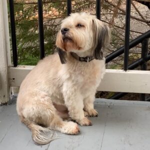 Clarke Wolfe Instagram - Ten years ago I brought Rufus home from @tailsofthecityrescue and I’ve been forcing him to snuggle with me ever since. Road trips, sleepovers, flights, states, sets, surgeries — Rufus has done it all and every day I know I am the luckiest to be his human. 🐾 Happy Gotcha Day, little Rufus! I love you so much. #adoptdontshop #gotchaday #dogsofinstagram #rufus #rescue