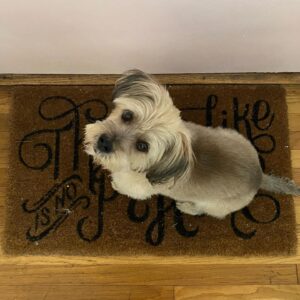 Clarke Wolfe Instagram - Ten years ago I brought Rufus home from @tailsofthecityrescue and I’ve been forcing him to snuggle with me ever since. Road trips, sleepovers, flights, states, sets, surgeries — Rufus has done it all and every day I know I am the luckiest to be his human. 🐾 Happy Gotcha Day, little Rufus! I love you so much. #adoptdontshop #gotchaday #dogsofinstagram #rufus #rescue