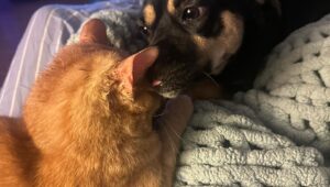 Claudia Wells Instagram - Don’t you just love LOVE??? 💜❤️💕
*
*
#babies #catsofinstagram #dogsofinstagram #goldie #charlotte #oreo #love #joy #morningcuddles #claudiawells #morningtime