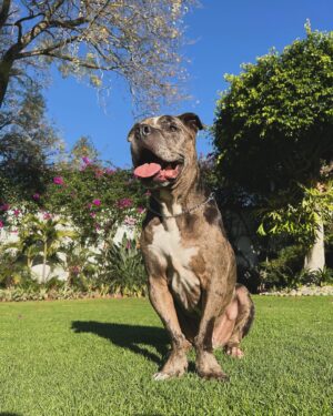 Claudio Roca Instagram - El Moncholongo más feliz de la historia 🐶✨🫰🏼
Queremos muchos más primeros viajes con él.