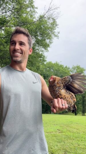 Cody Johns Instagram - In the ‘post whatever the heck I want’ era of my life, obviously 😂 

Many of you know I’m a chicken fanatic, but I recently was able to get a hold of a breed that I used to have back when I was a kid. I think it’s cool to show stuff like this because most people would never guess there was a chicken out there that actually looked like this. The best part is, d’uccles are very mild mannered and can be held, which is great for Juniper. She insists on holding them many times per day. Anyway, happy Tuesday!