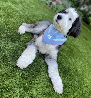 Colin Hanks Instagram - Stanley digs his collab kerchief 🤟

A vet clinic that works for pets AND their humans - a stellar idea executed flawlessly by the amazing folks over at @modernanimal 

Check out their new Pasadena Clinic and grab this kerchief at @hankskerchiefs (a portion of sales will go back to the Modern Animal Fund). Be Ready!