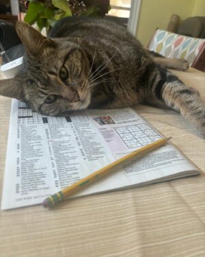 Colleen O'Shaughnessey Instagram - Booboo is impeding progress all day today. I wanna do sudoku, he’s on it. I go to do auditions, he’s taken over my booth. Laundry? He’s napping in it!