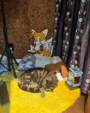 Colleen O'Shaughnessey Instagram - Booboo is impeding progress all day today. I wanna do sudoku, he’s on it. I go to do auditions, he’s taken over my booth. Laundry? He’s napping in it!