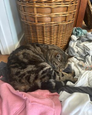 Colleen O'Shaughnessey Instagram - Booboo is impeding progress all day today. I wanna do sudoku, he’s on it. I go to do auditions, he’s taken over my booth. Laundry? He’s napping in it!
