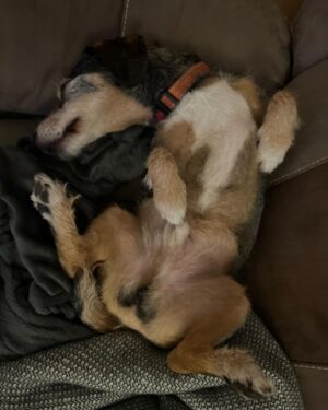 Con O'Neill Instagram - I swear to god he sleeps like that !
#dogslife