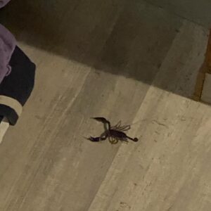 Connor Jessup Instagram - 🦂