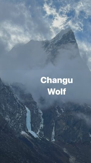 Conrad Anker Instagram - Changu - Wolf in Sherpa. On the lower north face of Tawoche (6495 m) is a three pitch ice climb. Rumor is the late Jeff Lowe soloed it on one of his early expeditions. 

It's a short walk from Periche and gets two hours of morning sun to takes the brittle out of cold & shady ice.

While we were on approach a wolf checked out our team. The video by @pemba_sharwa shows our buddy running along. This winter there are more wolves in the Khumbu, per local observation. In the Gokyo drainage we have heard their howls above Phortse and in the Thame valley we saw fresh tracks in the snow of three wolves watching a herd of yaks & zopkios. This year we have not seen any snow leopard tracks or scat. The wolves trot over the Nangpala Pass from Tibet and have interacted with the Sherpa community for generations.

As this climb didn't really have a name (climb above Periche is descriptive yet has no meaning) in Nepali, our team of @manishh.t.p @sherpa_p_t_s and @pemba_sharwa gave it the honor of Changu - the Wolf. 

The Changu we observed used the cave at the base of the as a sleeping spot. The wolf clawed across a bulge that we would not have done without crampons. 

#iceclimbing #khumbu #nepal #wolf #everest #khumbimbingcenter2024

@iceclimbing 

Timelpase and photos by Pemba.
