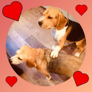 Constance Pittard Instagram - Josette et Raoul, ces petits cuculs la praline  vous informent que les calendriers 2021 de l’association Beagle en Nord (dont je suis la marraine) sont en vente et évidemment les petits sous seront au profit des sauvetages 🐶💕 🐕 💨🙊😘

https://docs.google.com/forms/d/e/1FAIpQLSf0Cd2a8kBUrcXo_tEGzyjiqDrIJuOJtW6LdoZKg1Ex-8OopQ/viewform