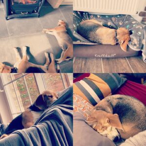 Constance Pittard Instagram - Une vie de chien?