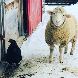 Corrine Koslo Instagram - I miss farm sitting.
#farmanimalsrule#lambsandchickens#winteriswonderful