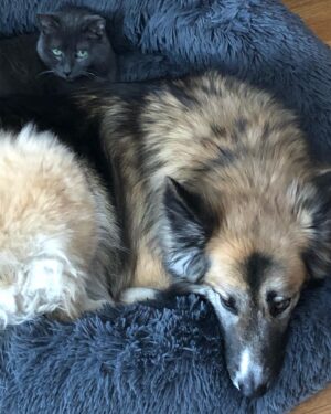 Corrine Koslo Instagram - Why is the Cat in my bed?