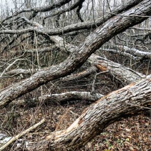 Corrine Koslo Instagram - Fallen Oak#beauty