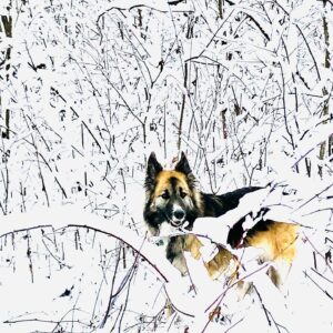 Corrine Koslo Instagram - Winter Niagara 2020.
Glorious snow on the trees.
Glorious dog to accompany me.
#therearewonderseverywhere#lightbygod#missmyfriends#fuckcovid