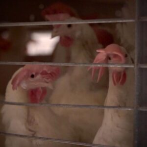 Cortney Palm Instagram - 🚨 NEW campaign launch 🚨 Life in a cage is endless agony for hens all over the world 💔 Food companies have the power to eliminate cruel cages from their supply chain—will you call on them to stay true to their commitments? Take action at the 🔗 in The Humane League’s bio. 

Thank you @vegan_actress for using your voice for innocent chickens 🐔 

#chickens #hens #cagefree #eggs #cagefreeeggs #endanimalcruelty #animalactivism #animallover