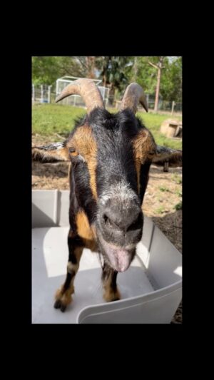Cortney Palm Instagram - Damn goats wouldn’t let me get any work done today! Jacky the black goat says “I’m not the one you should f*ck with” bahahaha😂 @littlebearsanctuary - grateful for all the donations for these new shelters after #hurricaneIan
.
.
.
.
. 
#volunteer #littlebearsanctuary #goats #goat #sanctuary #funnyanimals #foryou #funny #building