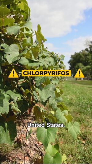 Cory Booker Instagram - Chlorpyrifos is an incredibly harmful chemical that we spray on foods in the United States. In fact, it’s so harmful that the EU, Canada, and other countries have banned it because it has been definitively proven to harm children’s brains, even in trace amounts.

A few months ago the 8th Circuit Court of Appeals overturned a ban on this chemical, allowing the its use in the U.S.

We have an urgency here, to fight for a permanent ban on the use of this chemical in our country. As a U.S. Senator it is my duty to protect American children and families, and I promise to be a leader in this fight.