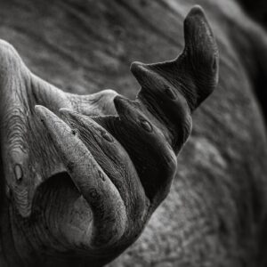 Cory Richards Instagram - Walrus, Franz Josef Land, Russia.