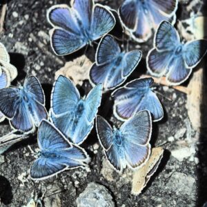 Coşkun Aral Instagram - Yıllar önce bir belgesel çalışması için kelebek arayışına çıkmıştık. Doğada kelebek görüntülemek zor. Niğde Aladağlar'da kelebek cennetini bulduk. Kelebek tutkunları #niğdeseniçağırıyor 🦋