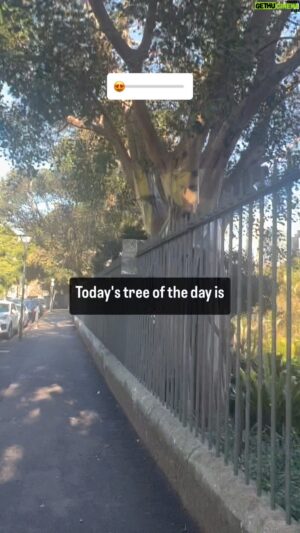 Costa Georgiadis Instagram - Have you seen a Sacred Fig or Ficus religiosa before. It is todays tree of the day @botanicsydney