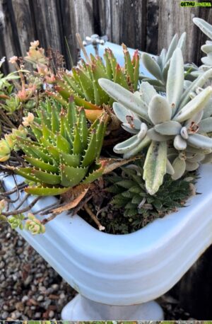 Costa Georgiadis Instagram - There is no cure to plant addiction. Its official. #plantlover  #plantsmakepeoplehappy #plantloversofinstagram