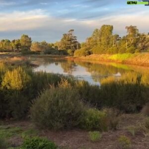 Costa Georgiadis Instagram - Drinking up the golden hour light and calm of the Goulburn Wetlands. Such a great example of community collaboration to create a wetland habitat that grows from strength to strength. Put it i to your diary for a mist visit when driving up or down the Hume Hwy from Syd or Melb  or if you are in the region at all.