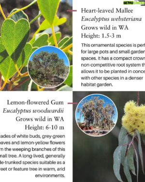 Costa Georgiadis Instagram - Just wanted to let you know that National Eucalypt Day is coming up next Saturday (23rd March), and voting for the Eucalypt of the Year will be closing this Wednesday night). 

This years theme for the eucalypt of the year is all about our urban eucalyptus, those fellow residents that share our suburbs, our streets, our parks, and our urban bushland. Their role only gets Moren more important and national eucalypt month is a chance to recognise and celebrate this uniquely Australian species of tree that is all around us.

Everything you need to vote is in the link just here. Keep an eye out for a live broadcast next weekend when we will announce this year’s winner.

https://www.eucalyptaustralia.org.au/eucalypt-of-the-year-2024/