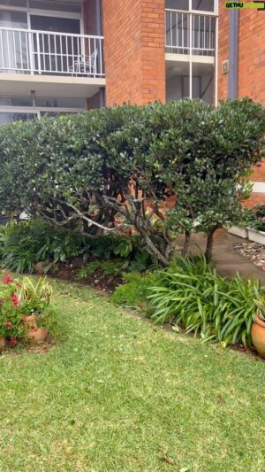 Costa Georgiadis Instagram - There are always examples of plants that have grown into their happy place and are serving multiple purposes and this Hawthorn of Rhaphiolepsis  is one such plant . Right on the coastal frontline at Port Macquarie it is serving as a great wind deflector for the front door of the i its and balcony as well as being a privacy screen from the street to the balcony and the apartment. As it has grown it now has space for an under storey of planting choices too.