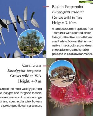 Costa Georgiadis Instagram - Just wanted to let you know that National Eucalypt Day is coming up next Saturday (23rd March), and voting for the Eucalypt of the Year will be closing this Wednesday night). 

This years theme for the eucalypt of the year is all about our urban eucalyptus, those fellow residents that share our suburbs, our streets, our parks, and our urban bushland. Their role only gets Moren more important and national eucalypt month is a chance to recognise and celebrate this uniquely Australian species of tree that is all around us.

Everything you need to vote is in the link just here. Keep an eye out for a live broadcast next weekend when we will announce this year’s winner.

https://www.eucalyptaustralia.org.au/eucalypt-of-the-year-2024/