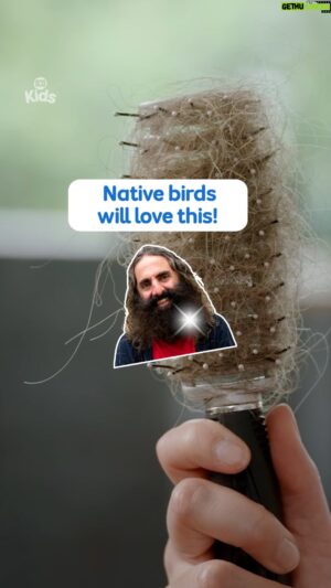 Costa Georgiadis Instagram - Wait… we’re using Costa’s beard hair for what?! 😲🪺

Stream all episodes of #GardeningAustraliaJr on ABC iview via the link in bio