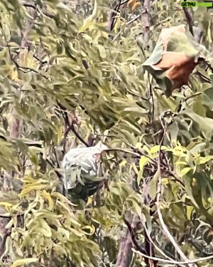 Costa Georgiadis Instagram - From the time I first saw a green ant nest I was fascinated by the engineering. Just how Intricately the ants work together to fold the leaves into what appears to be a perfectly sealed container. I looked around and there were 5 of these surrounding me.