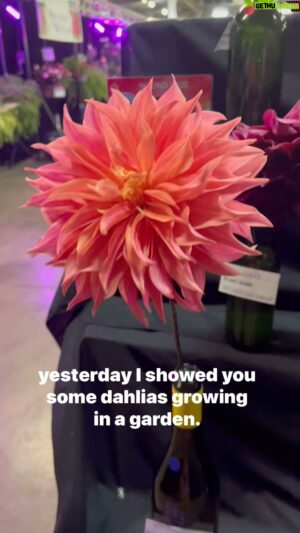 Costa Georgiadis Instagram - Some od the stunning home grown dahlias submitted to the Royal Toowoomba Show  floristry Pavilion. Congrats to all the home growers who took the time to grow and  enter . The different categories l. It is what makes an agricultural show like this a real show. #dahlia  #agriculturalshow