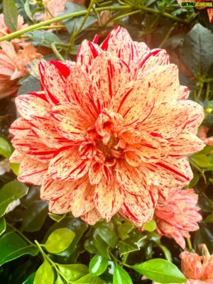 Costa Georgiadis Instagram - Dahlias capture the imagination with zo many colours, sizes, shapes and personalities. Which one captures your imagination  1 Cafe au Lait  2, Raspberry Cheesecake  3.Peachy or the 4th one Devon Choice.  So make a choice and lets find the peoples choice  #dahlias  #dahliasofinstagram