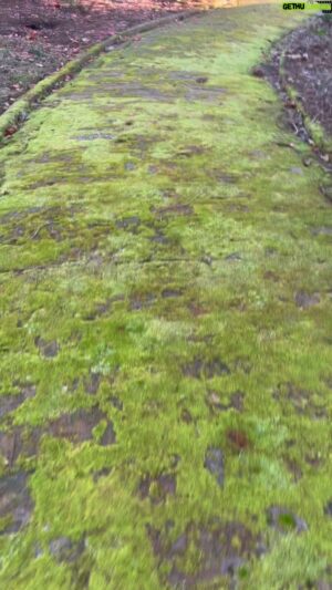 Costa Georgiadis Instagram - Theres something about a lichen and moss covered path, where nature begins to claim back the built environment with a blanket of green. This path at @hopewoodhouse in Bowral has certainly been reclaimed  and transformed into a fluorescent green spongy  passageway. It was a joy to look at and walk on given the wind and fine weather meant it wasn’t slippery. Build it and we will slowly reclaim it.  #lichen  #moss #lichenandmoss