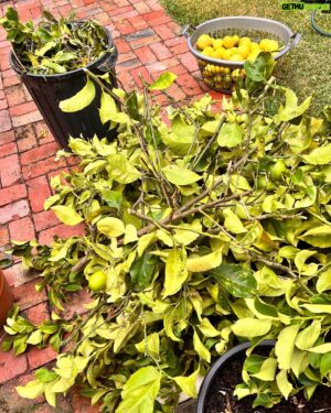 Costa Georgiadis Instagram - There something I find incredibly rewarding about pruning fruit trees and at this time of the year its perfect to do a late summer -ish prune in mid autumn. I was talking about this to Alice Zaslavsky on what is our regular sat morning yarn on @abcmelbourne.  ThIs lemon tree is down in Melbourne and after what has been a fairly wet summer there is a lot of new growth and even fruit but it was a good time to take off as you can see a lot of the branches that had grown over the roof height onto the roof and were brushing up against the house. I didn’t want to go too hard because there’s still a lot of fruit on the tree and it is not a structural prrune that would take off a lot of the fruit bearing branches for next year. Take this task as a bit of a trim on what is a tree that I won’t give a big prune to for a couple of years. I love lemons and I love pruning them to see the way they respond. There’s a whole basket full of lemons off the prunings  along with about another 60 or 70 on the tree so I’m going to juice these and freeze them into cubes. Thank you Lemon tree for being such a provider.  #lemontree #backyardfruittrees #growitlocal