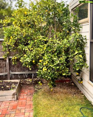 Costa Georgiadis Instagram - There something I find incredibly rewarding about pruning fruit trees and at this time of the year its perfect to do a late summer -ish prune in mid autumn. I was talking about this to Alice Zaslavsky on what is our regular sat morning yarn on @abcmelbourne.  ThIs lemon tree is down in Melbourne and after what has been a fairly wet summer there is a lot of new growth and even fruit but it was a good time to take off as you can see a lot of the branches that had grown over the roof height onto the roof and were brushing up against the house. I didn’t want to go too hard because there’s still a lot of fruit on the tree and it is not a structural prrune that would take off a lot of the fruit bearing branches for next year. Take this task as a bit of a trim on what is a tree that I won’t give a big prune to for a couple of years. I love lemons and I love pruning them to see the way they respond. There’s a whole basket full of lemons off the prunings  along with about another 60 or 70 on the tree so I’m going to juice these and freeze them into cubes. Thank you Lemon tree for being such a provider.  #lemontree #backyardfruittrees #growitlocal