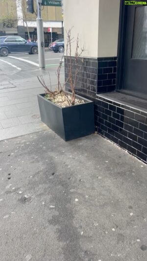 Costa Georgiadis Instagram - There are so many examples of good intent  when it comes to greening our cities. You walk past them all the time and want to share the vision and success. But then there are all those other examples that get close but fall down with one little detail or another that doesn’t get considered. In this case some nice container gardens to green streetscapes but because they’re under an awning they need that regular weekly care and attention because they don’t see any natural rain. Throw on top of that the heat of the road and classic windblown urban environments and they dry out very quickly. Gardens like this need to be programmed into the regular care and maintenance of the premises just like the cleaners. Without that consistency any  chance for success is limited. What about wicking beds you say. Well they are an option but again a wicking bed has to be attended to and have its wicking well filled up regularly as well. So the bottom line is that container gardens need regular weekly care. Then Watch em thrive.