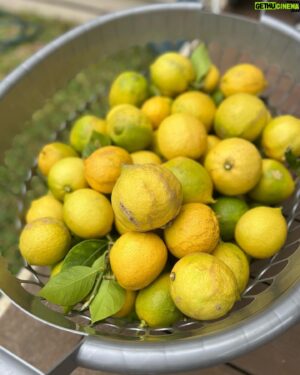 Costa Georgiadis Instagram - There something I find incredibly rewarding about pruning fruit trees and at this time of the year its perfect to do a late summer -ish prune in mid autumn. I was talking about this to Alice Zaslavsky on what is our regular sat morning yarn on @abcmelbourne.  ThIs lemon tree is down in Melbourne and after what has been a fairly wet summer there is a lot of new growth and even fruit but it was a good time to take off as you can see a lot of the branches that had grown over the roof height onto the roof and were brushing up against the house. I didn’t want to go too hard because there’s still a lot of fruit on the tree and it is not a structural prrune that would take off a lot of the fruit bearing branches for next year. Take this task as a bit of a trim on what is a tree that I won’t give a big prune to for a couple of years. I love lemons and I love pruning them to see the way they respond. There’s a whole basket full of lemons off the prunings  along with about another 60 or 70 on the tree so I’m going to juice these and freeze them into cubes. Thank you Lemon tree for being such a provider.  #lemontree #backyardfruittrees #growitlocal
