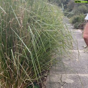 Costa Georgiadis Instagram - You know that feeling when there is a task you want to so in the garden and you finally get a chance to do it and look back at a task complete. Well my vetiver grass verge garden hedge has been taking advantage of the rain and temperature here in sydney the last few weeks and been growing deluxe. So i gave it a good autumn cutback and shape . Vetiver is the perfect barrier cor my vegie patch as it keeps  passing dogs and traffic off the garden but diesnt compete with whats growing because it is deep  rooting so i can plant right up to it. And because it grows by clumping and not seed I can simply seperate when it multiplies and replant to thicken the hedge. Thats what i was doing at the end if the time lapse. It also acts as a great little retaining wall and keeps the soil from cascading onto the footpath. A perfect filter / screen plant around drains to capture and settle sediment and runoff. And everything i trim i can drop straight on the garden as a straw mulch  #vetivergrass