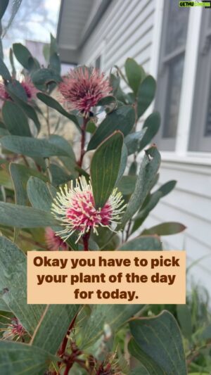 Costa Georgiadis Instagram - My plant of the day today is this Pin cushion hakea  Hakea laurina.  I just love the flower, these little round balls  of colour that catch your eye . They really are like pin cushions. And yet they have a wattle like leaf.  Just to keep us on our toes . Thanks for this beauty. It  was the first thing I saw when I drew the curtains.  #plantoftheday  #hakealaurina #pincushionheakea