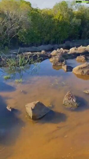 Costa Georgiadis Instagram - When I was at the St Lawrence wetlands weekend I shared a video with you illustrating the fish later that enables fish to move upstream from the mangroves to the wetlands. At the time the tide was down and there  was no water to illustrate how the fish ladder operates. Well here is the fish ladder dry and then with water run ing over it courtesy of ecologist michael who is a regular at the wetalnds weekend . #fishladder #wetlands #mangroves