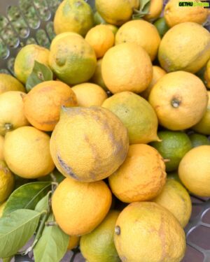 Costa Georgiadis Instagram - There something I find incredibly rewarding about pruning fruit trees and at this time of the year its perfect to do a late summer -ish prune in mid autumn. I was talking about this to Alice Zaslavsky on what is our regular sat morning yarn on @abcmelbourne.  ThIs lemon tree is down in Melbourne and after what has been a fairly wet summer there is a lot of new growth and even fruit but it was a good time to take off as you can see a lot of the branches that had grown over the roof height onto the roof and were brushing up against the house. I didn’t want to go too hard because there’s still a lot of fruit on the tree and it is not a structural prrune that would take off a lot of the fruit bearing branches for next year. Take this task as a bit of a trim on what is a tree that I won’t give a big prune to for a couple of years. I love lemons and I love pruning them to see the way they respond. There’s a whole basket full of lemons off the prunings  along with about another 60 or 70 on the tree so I’m going to juice these and freeze them into cubes. Thank you Lemon tree for being such a provider.  #lemontree #backyardfruittrees #growitlocal