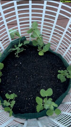 Costa Georgiadis Instagram - I was doing some gardening with my niece and was searching for pot to plant the only snow pea seedling tray that I had picked up at the local nursery  i saw this old laundry basket on landfill row and thought hang in I could repurpose it into a Snow Pea Wicking tower. All items I found and repurposed  1. Old laundry basket  2. Some gravel from the side path 3. Some off cuts of shade cloth. 4.  One bag  potting mix  and a seedling punnet were the only items I purchased total about $14  Afternoon activity with my niece : priceless 🧡🧡🧡 And whats more the last thing before bed and first thing next morning she wanted to check if the snow peas had grown . 👍🏽👍🏽👍🏽 #repurposed  #growyourownveggies  #growitlocal  #homegrown  #snowpeas