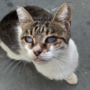 Crystal Moselle Instagram - When a blind cat is hungry ... she must eat.