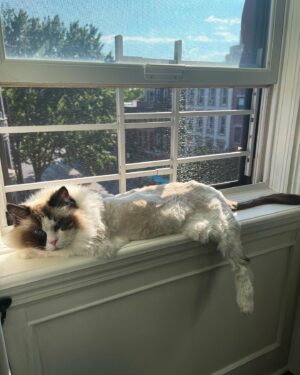 Crystal Moselle Instagram - Our baby has left us.  Isobel 95 years old.  Mostly the warmest heart. A total cunt the rest of the time.  But she is a cat so it’s within her nature.  Oh Isobel we love you so much.  Hearts are broken over here for this beautiful angel.