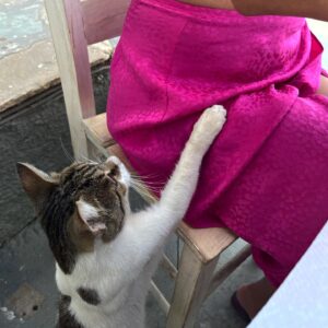 Crystal Moselle Instagram - When a blind cat is hungry ... she must eat.