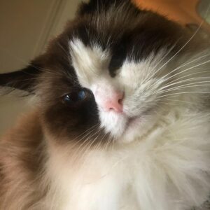 Crystal Moselle Instagram - Happy National Cat Day.  Here is me dressed as my cat Isobel.  Isobel I adopted when she was 15 which is about 80 human years.  She is now 17 and still got that spunk to her.  I love you Isobel.  Thanks for gracing me with your presence.