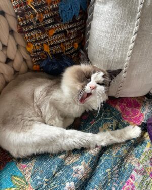 Crystal Moselle Instagram - Our baby has left us.  Isobel 95 years old.  Mostly the warmest heart. A total cunt the rest of the time.  But she is a cat so it’s within her nature.  Oh Isobel we love you so much.  Hearts are broken over here for this beautiful angel.